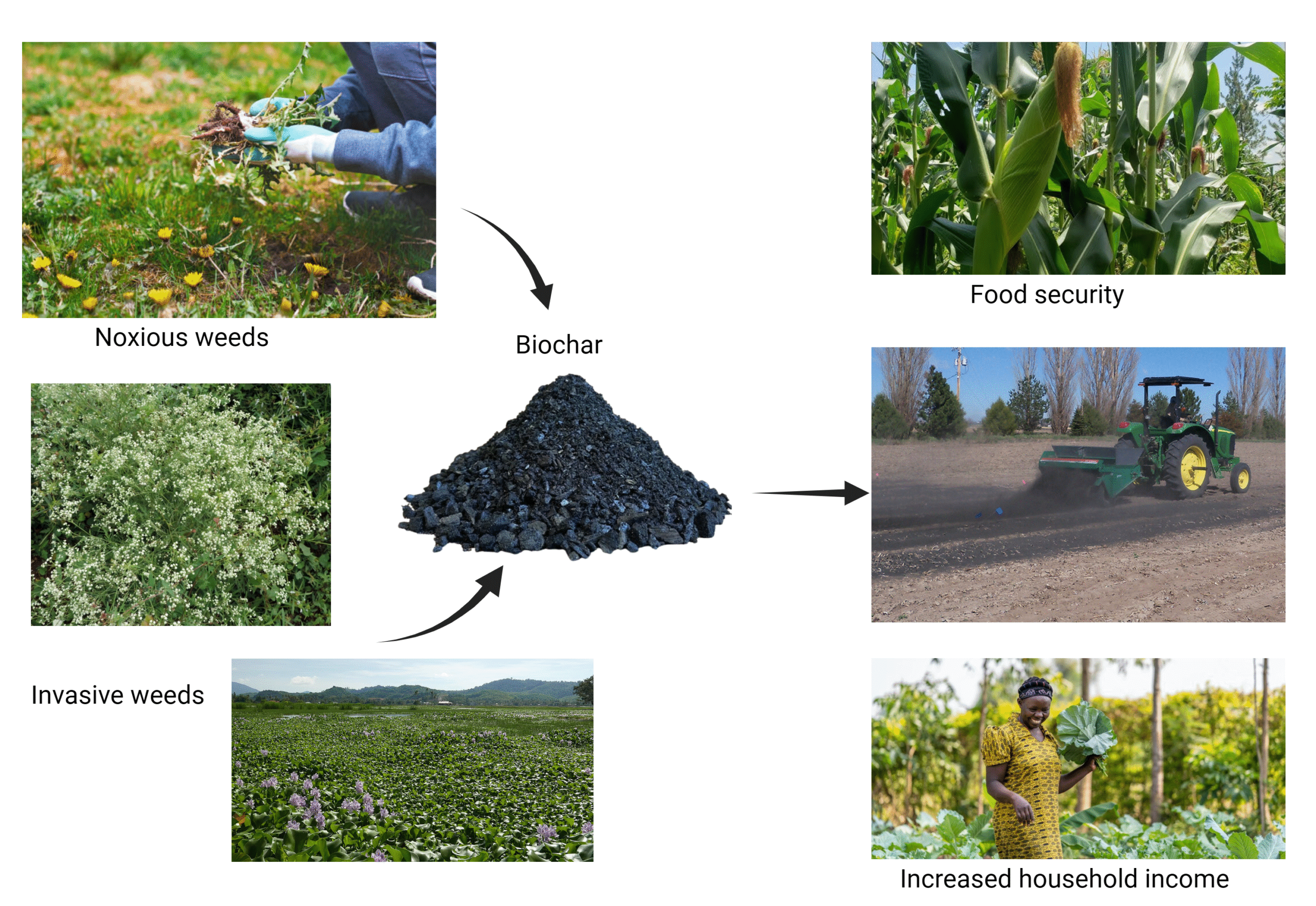 current project valorisation of noxious and invasive weeds into biochar scaled.png