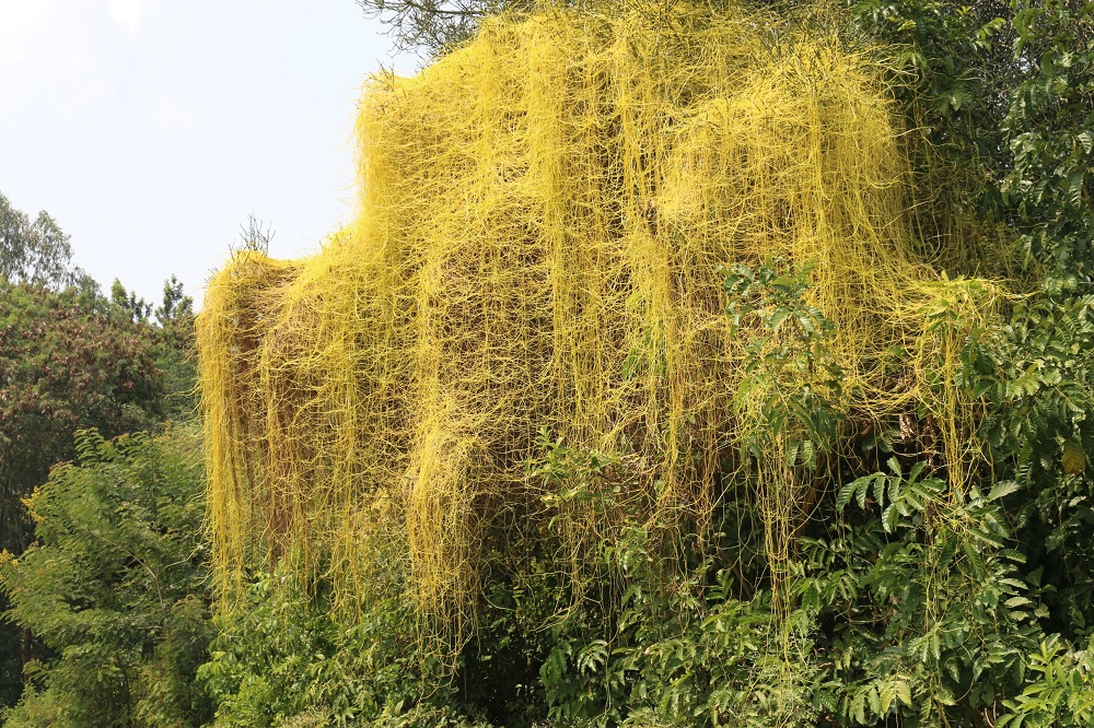 cuscuta1.jpg